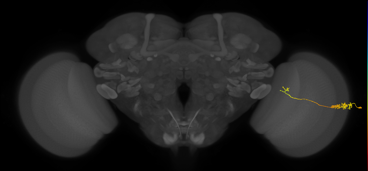 Tm5c_R (JRC_OpticLobe:547033)