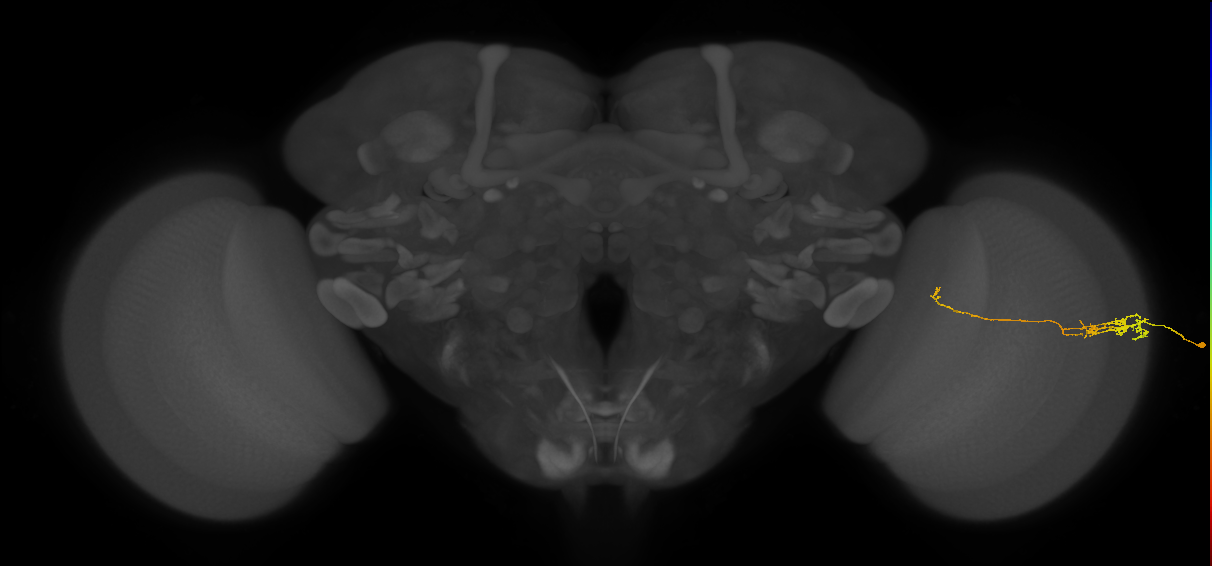 Tm5c_R (JRC_OpticLobe:129607)