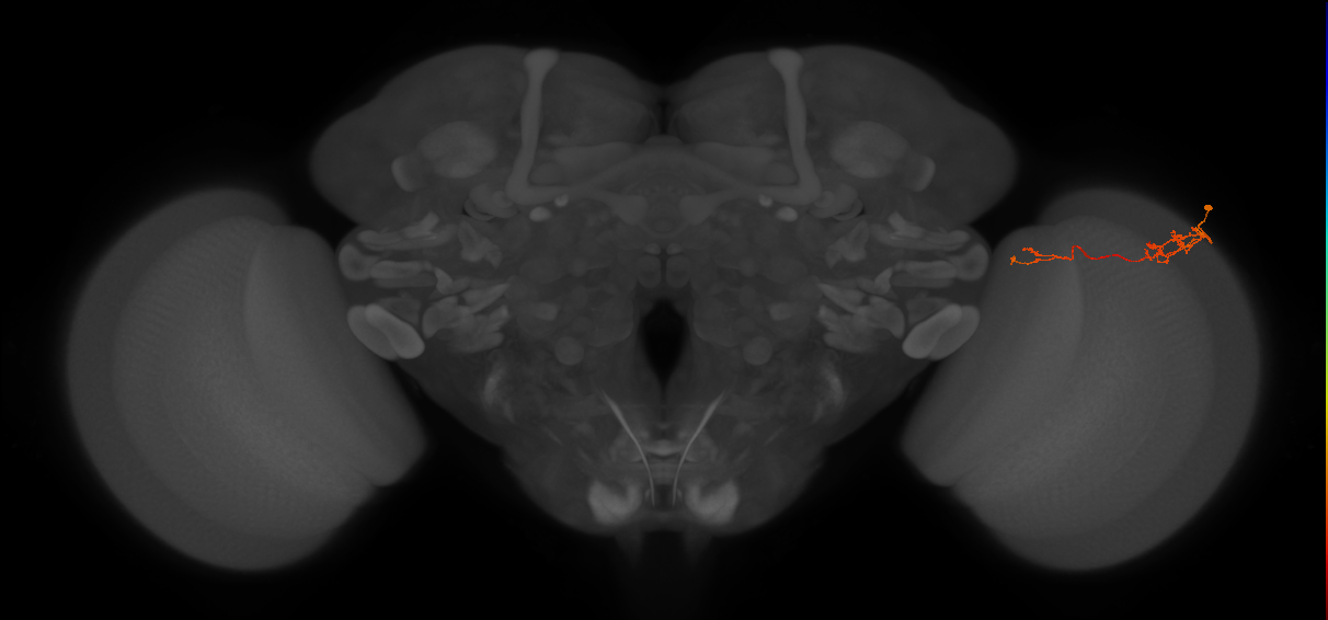 Tm5c_R (JRC_OpticLobe:87285)