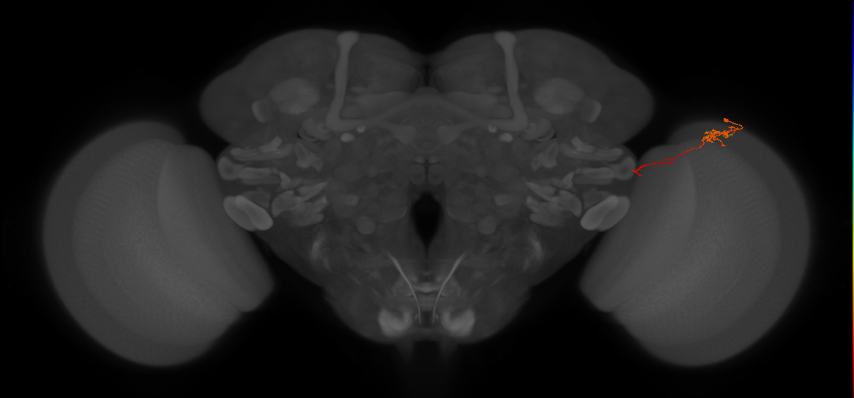 Tm5c_R (JRC_OpticLobe:126532)