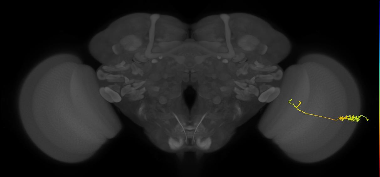 Tm5c_R (JRC_OpticLobe:72223)