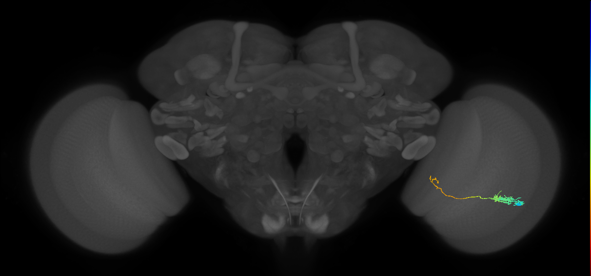 Tm5c_R (JRC_OpticLobe:68223)