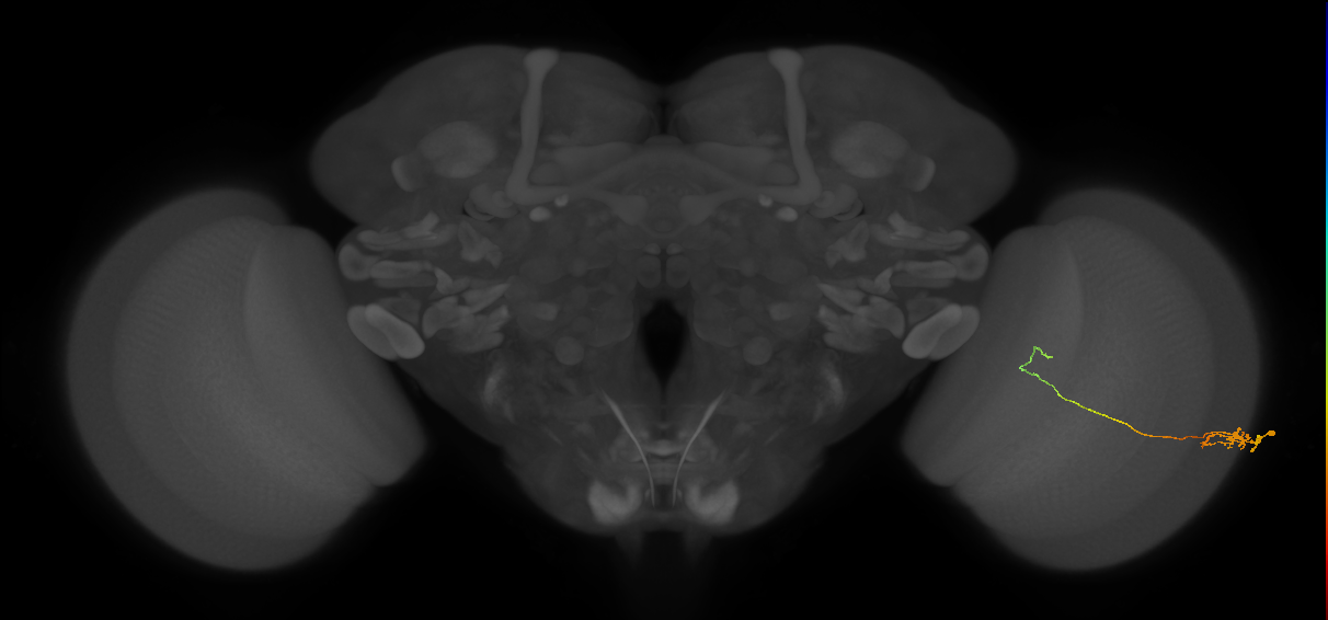 Tm5c_R (JRC_OpticLobe:192154)