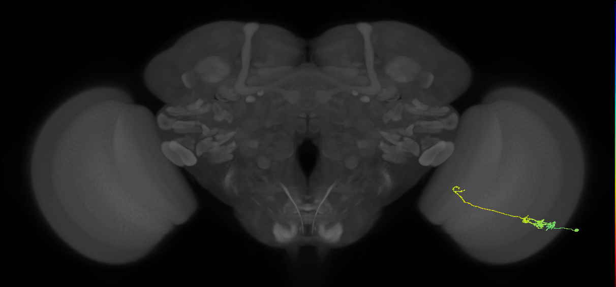 Tm5c_R (JRC_OpticLobe:112022)
