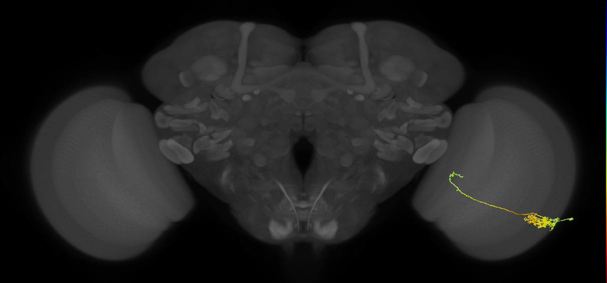 Tm5c_R (JRC_OpticLobe:57763)