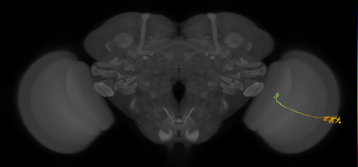 Tm5c_R (JRC_OpticLobe:81708)