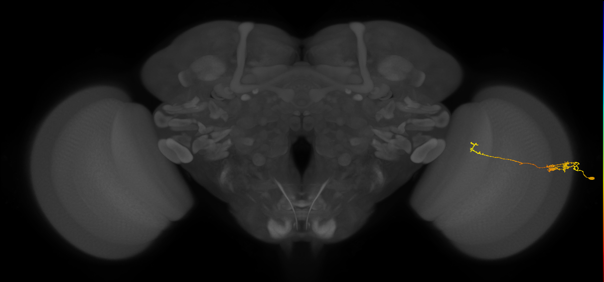 Tm5c_R (JRC_OpticLobe:117544)