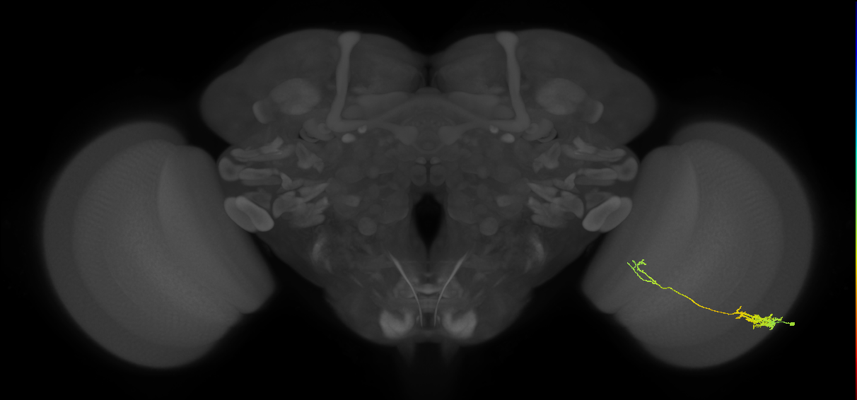 Tm5c_R (JRC_OpticLobe:71072)
