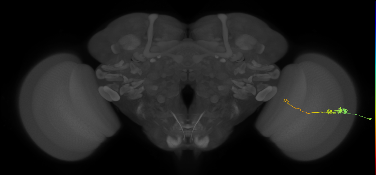 Tm5c_R (JRC_OpticLobe:100338)