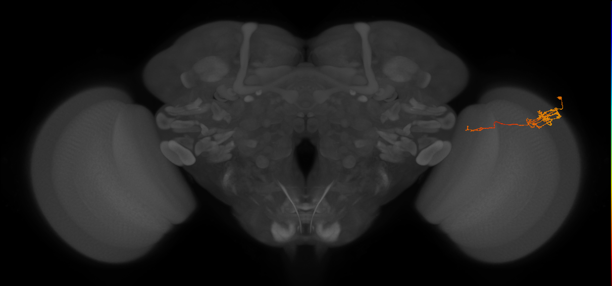 Tm5c_R (JRC_OpticLobe:68064)