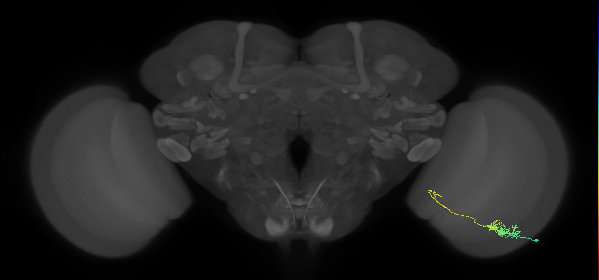 Tm5c_R (JRC_OpticLobe:56287)