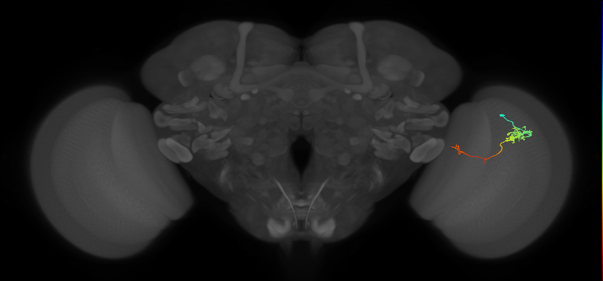 Tm5c_R (JRC_OpticLobe:77461)