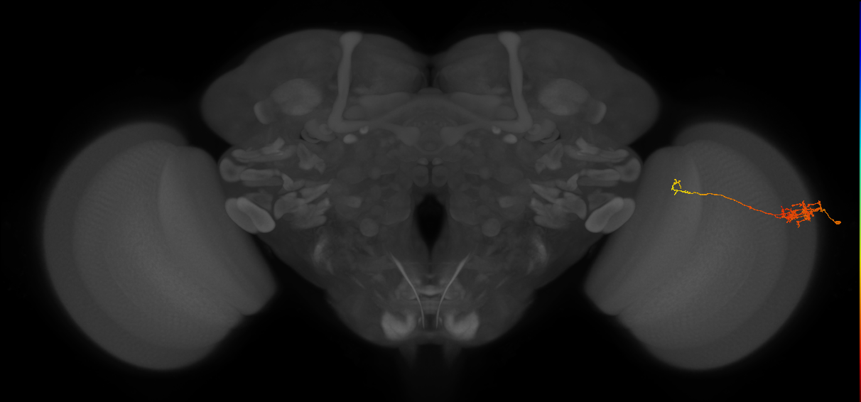 Tm5c_R (JRC_OpticLobe:104613)