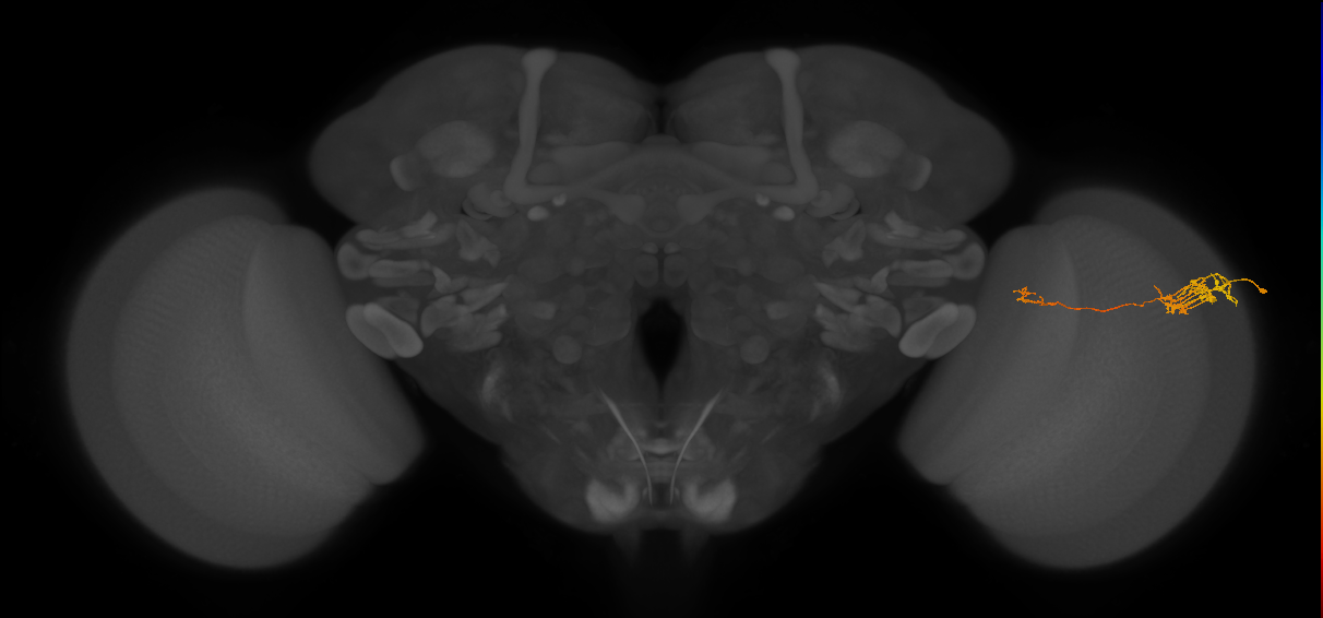 Tm5c_R (JRC_OpticLobe:73142)