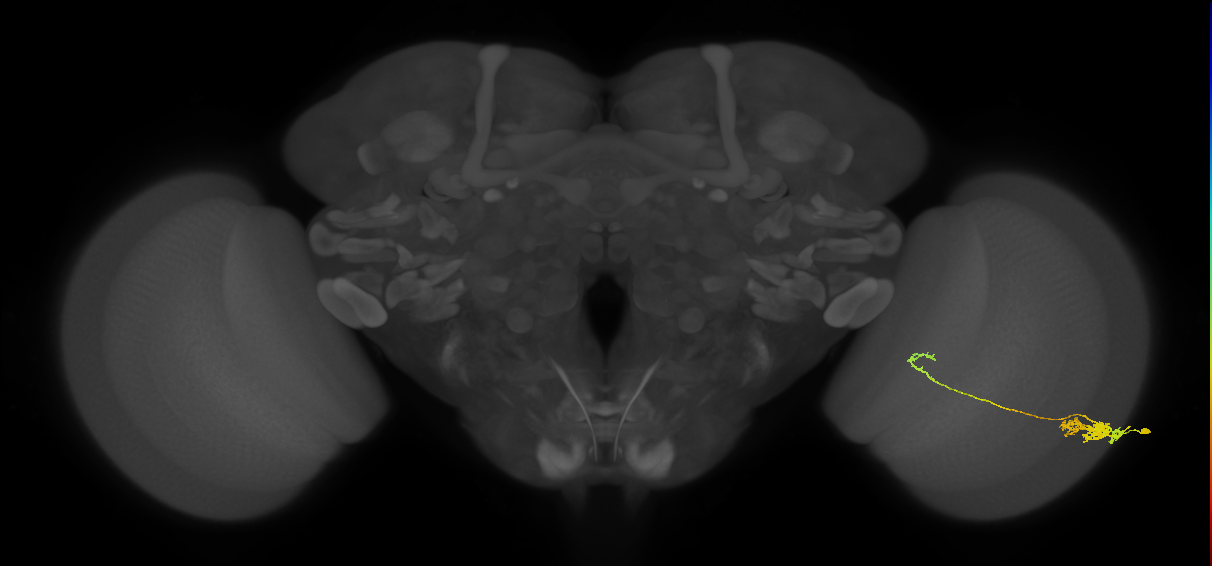 Tm5c_R (JRC_OpticLobe:49771)