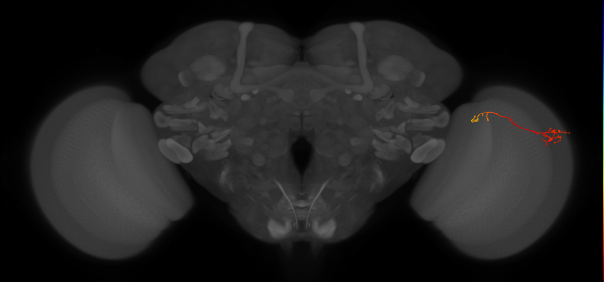 Tm5c_R (JRC_OpticLobe:83984)