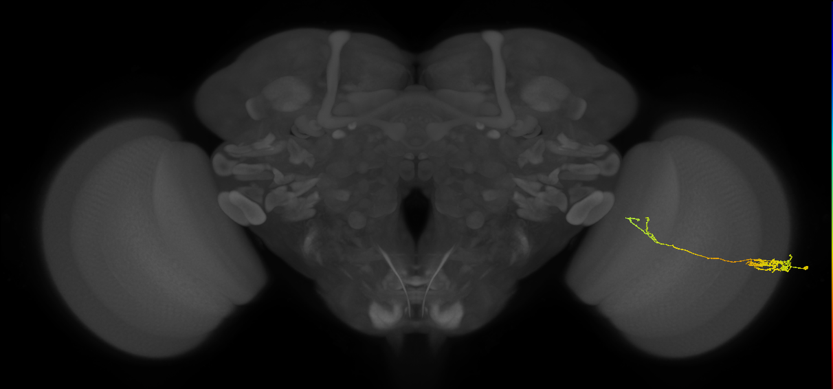 Tm5c_R (JRC_OpticLobe:77059)