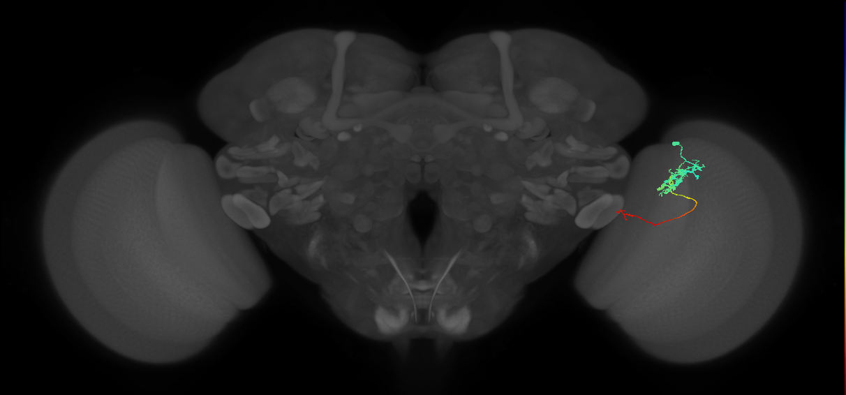 Tm5c_R (JRC_OpticLobe:73308)