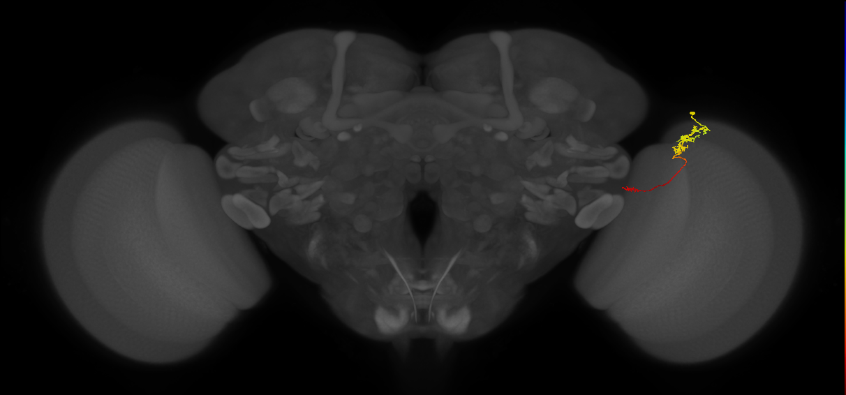 Tm5c_R (JRC_OpticLobe:111333)
