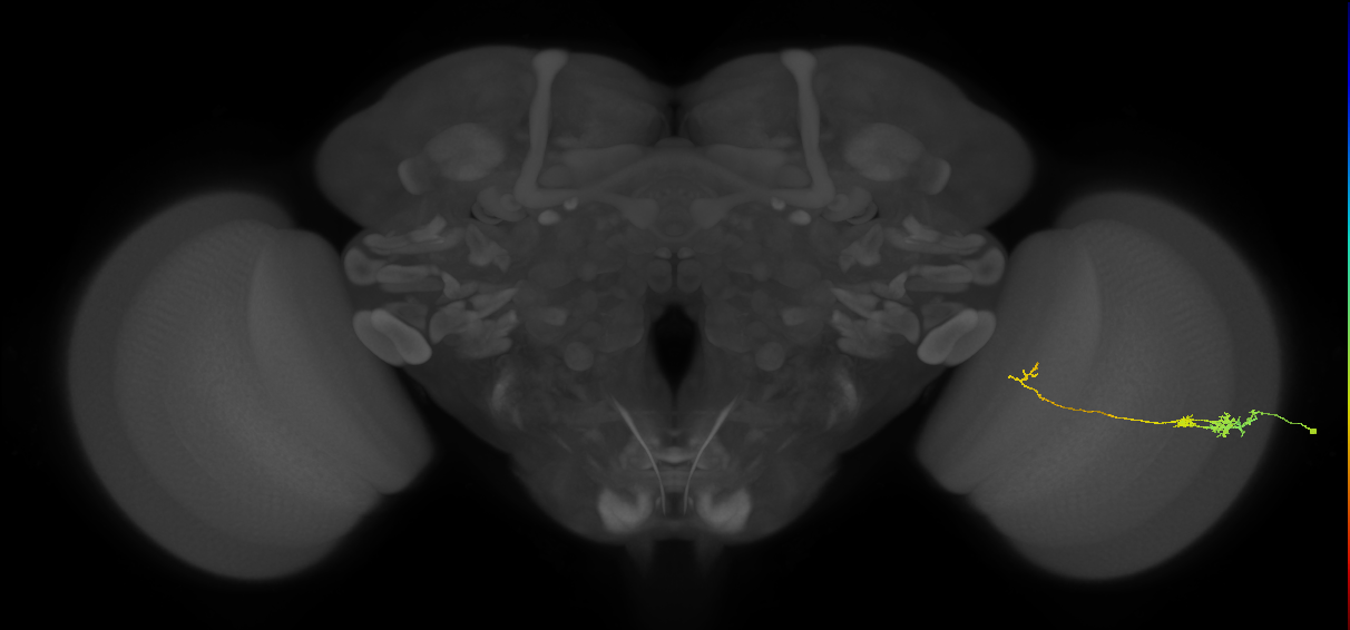 Tm5c_R (JRC_OpticLobe:76131)