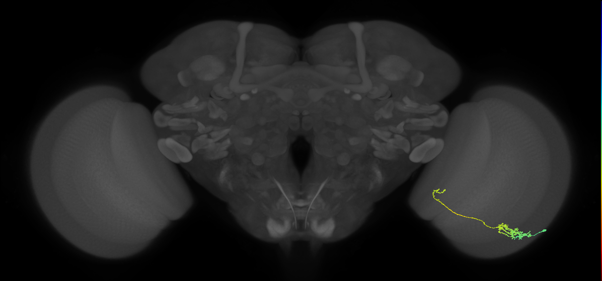 Tm5c_R (JRC_OpticLobe:62007)