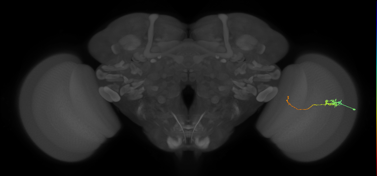 Tm5c_R (JRC_OpticLobe:77165)