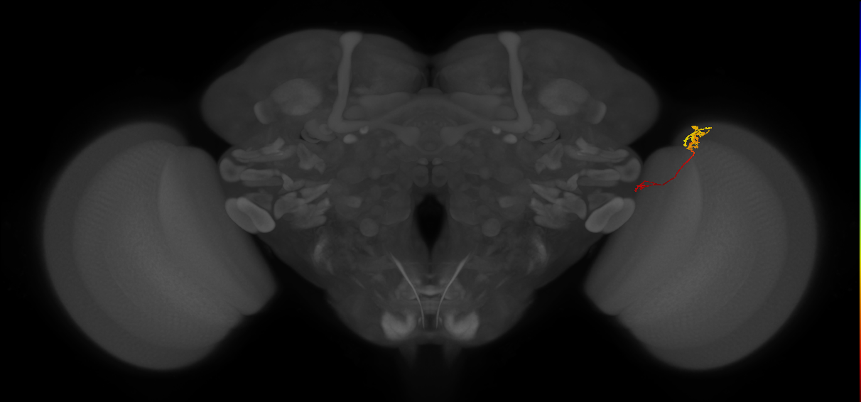 Tm5c_R (JRC_OpticLobe:136931)