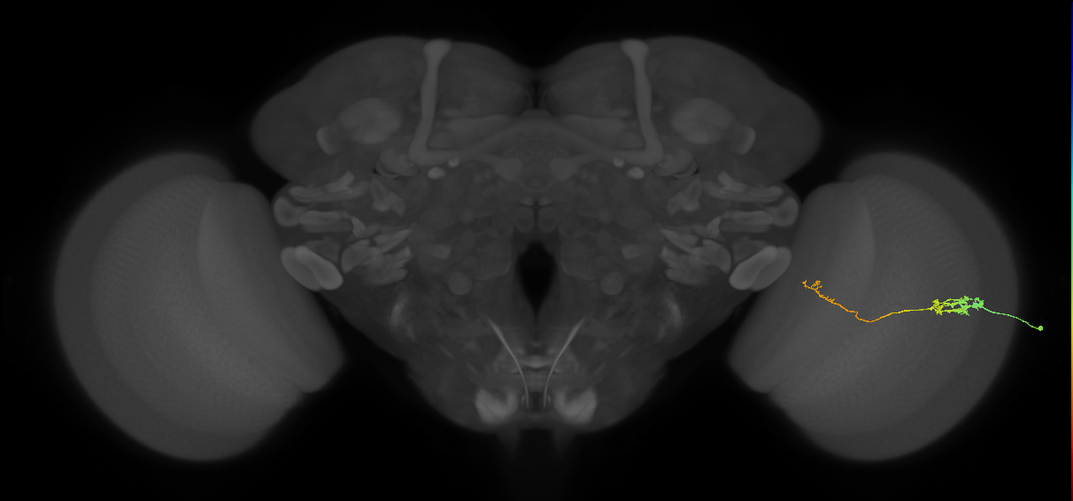 Tm5c_R (JRC_OpticLobe:77289)