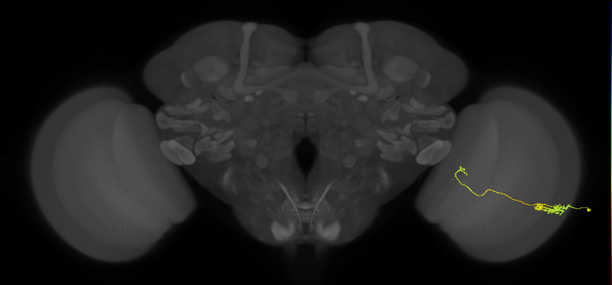 Tm5c_R (JRC_OpticLobe:60820)