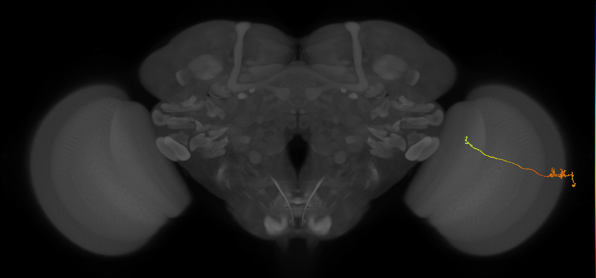 Tm5c_R (JRC_OpticLobe:99162)