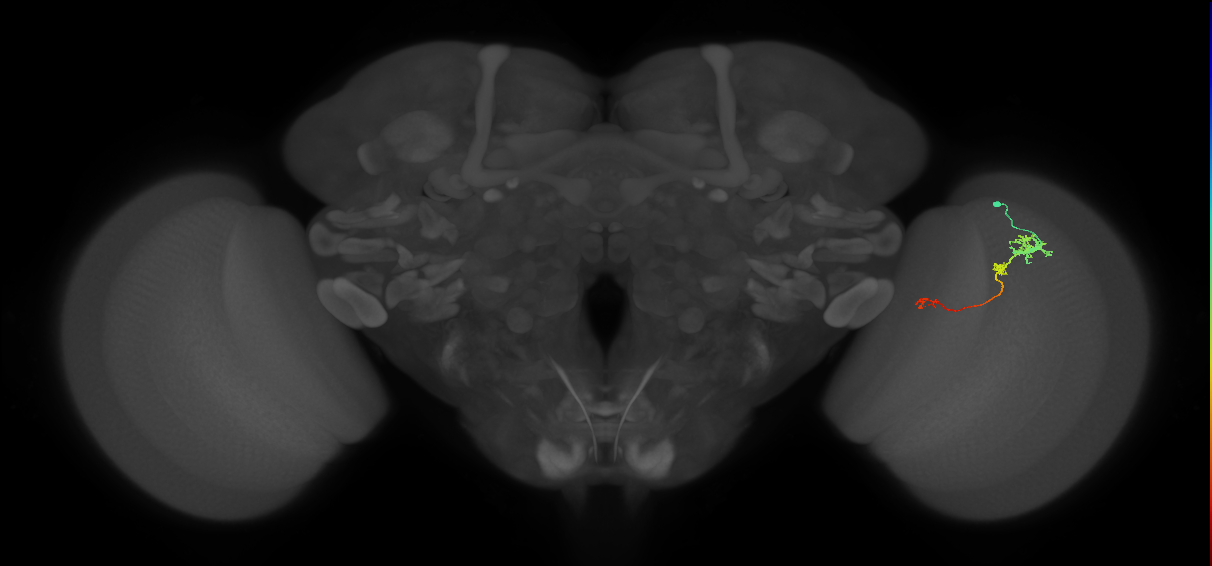 Tm6_R (JRC_OpticLobe:112620)