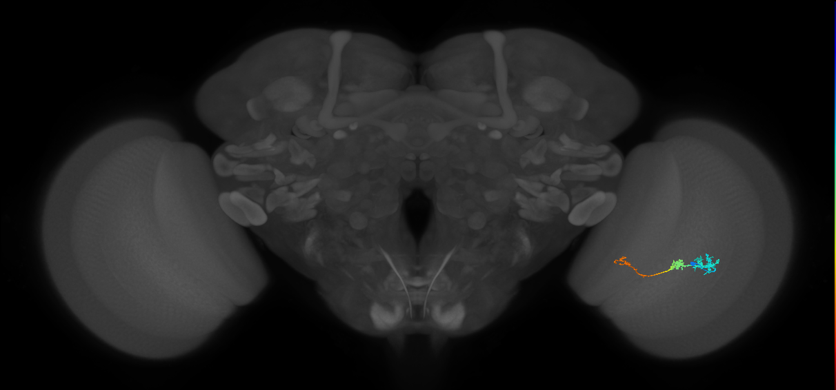Tm6_R (JRC_OpticLobe:100965)