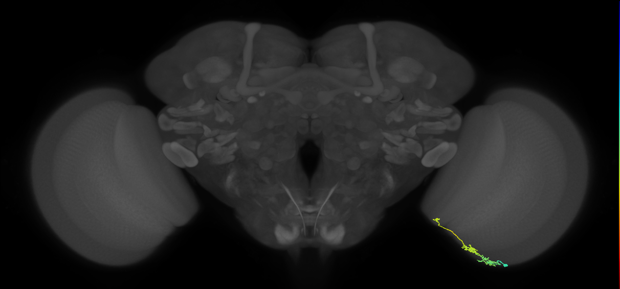 Tm6_R (JRC_OpticLobe:117794)