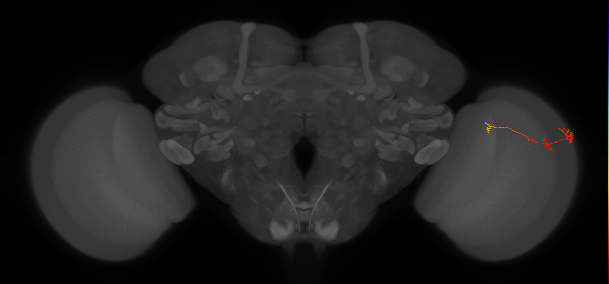 Tm6_R (JRC_OpticLobe:125427)