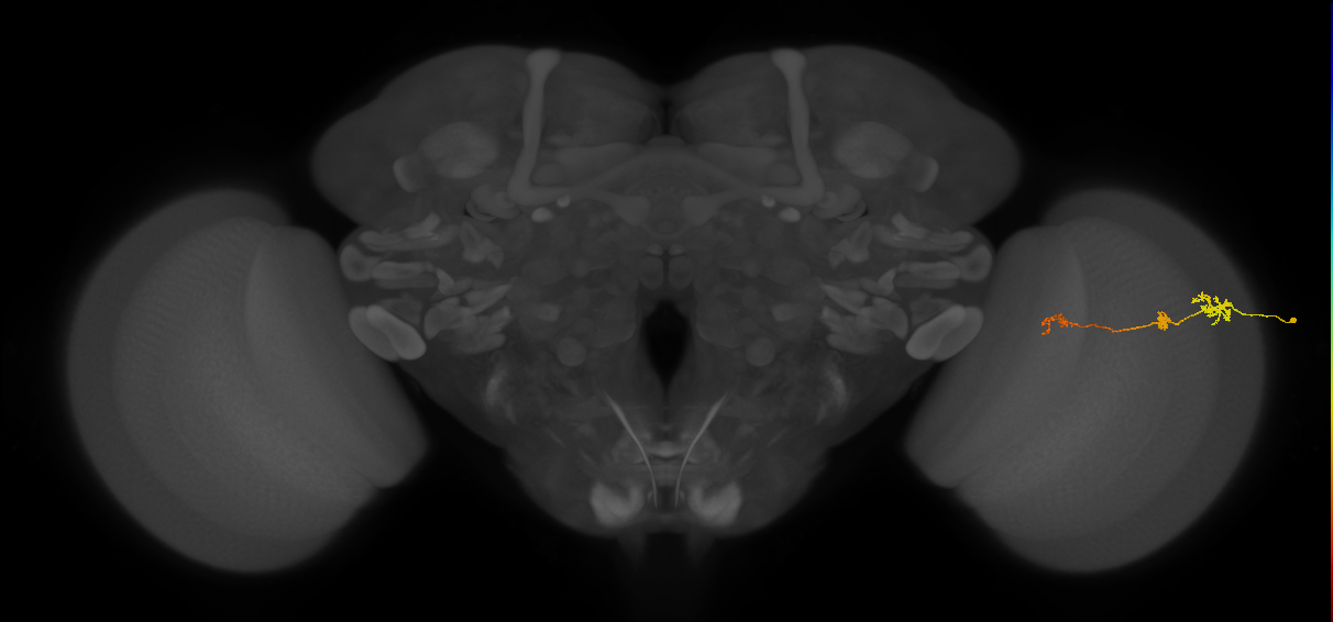 Tm6_R (JRC_OpticLobe:151354)