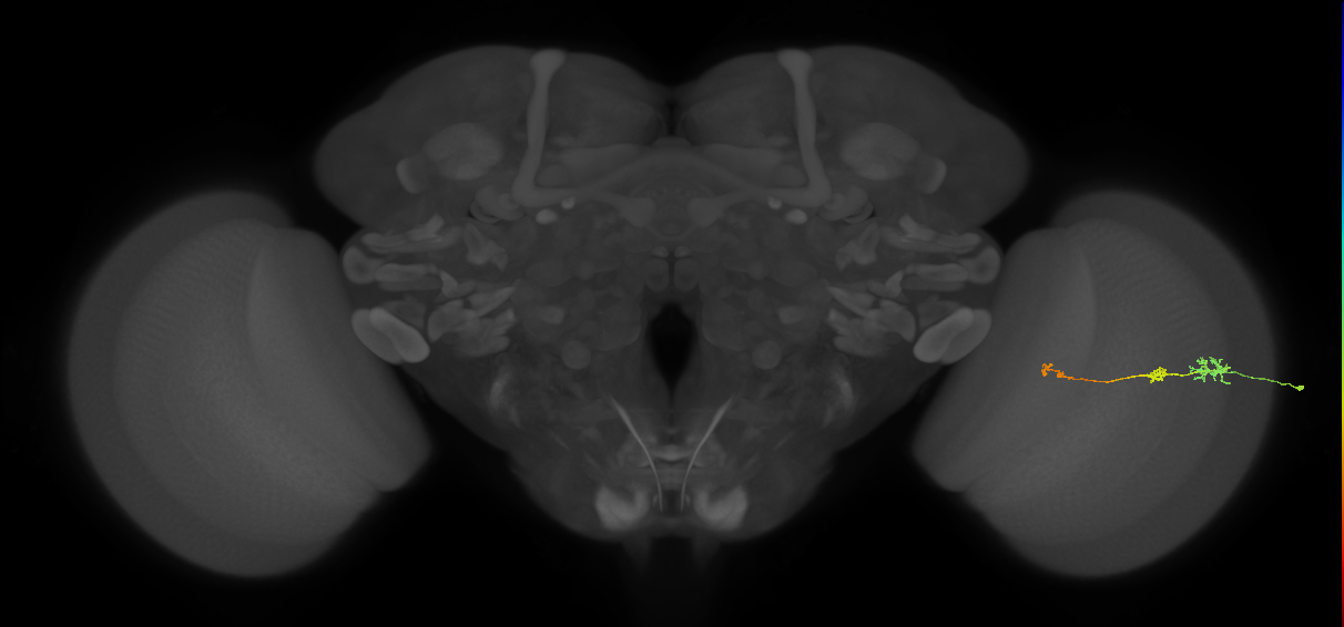 Tm6_R (JRC_OpticLobe:150790)