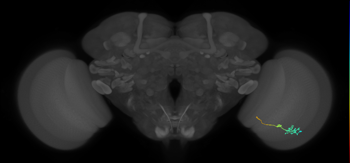 Tm6_R (JRC_OpticLobe:553919)