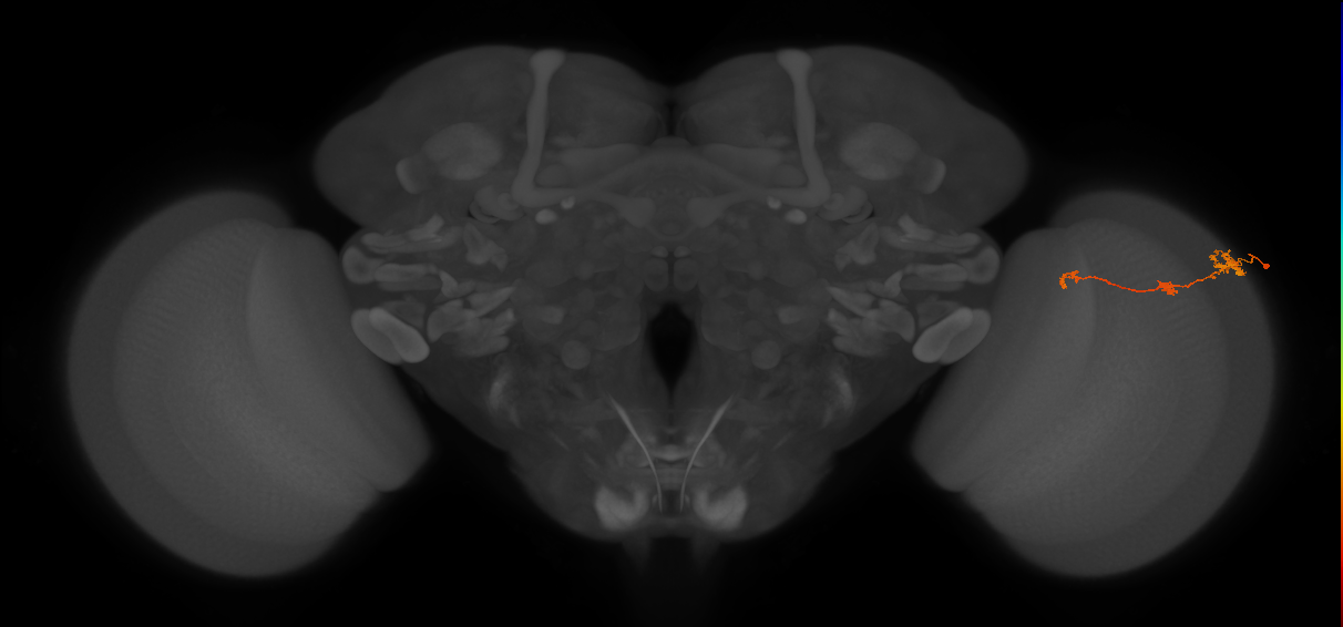 Tm6_R (JRC_OpticLobe:100457)