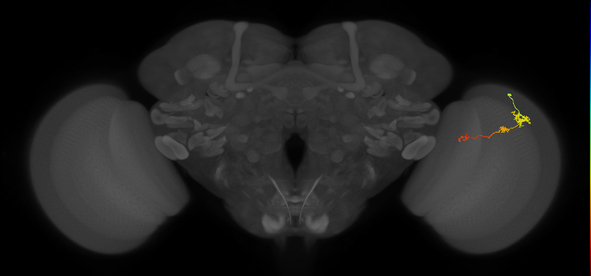 Tm6_R (JRC_OpticLobe:100081)
