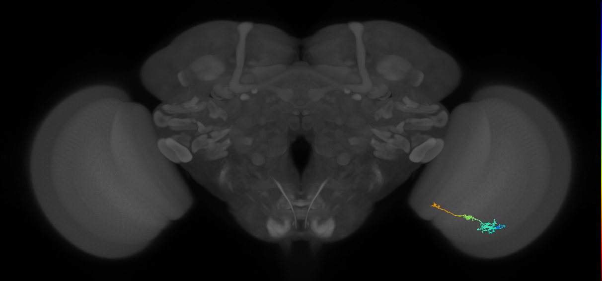 Tm6_R (JRC_OpticLobe:106971)