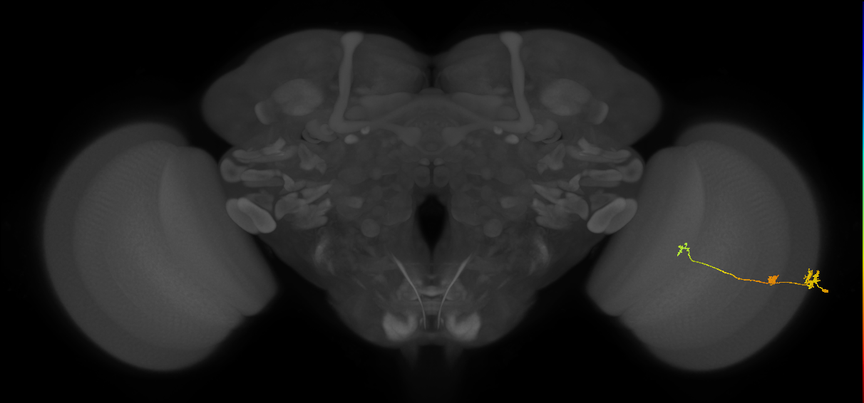 Tm6_R (JRC_OpticLobe:132666)