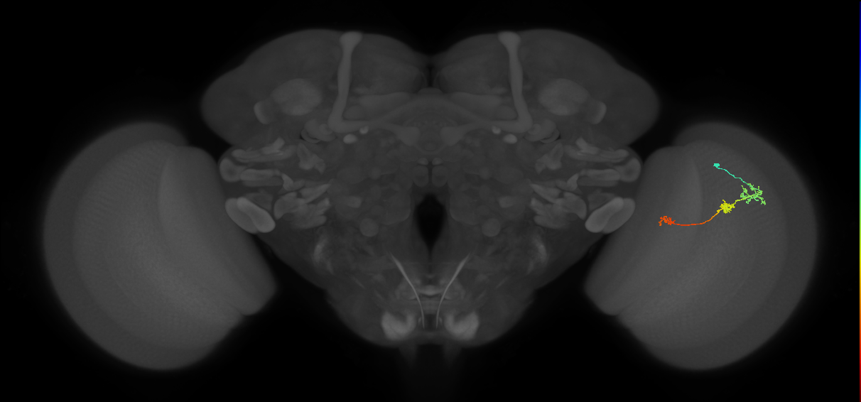 Tm6_R (JRC_OpticLobe:106194)