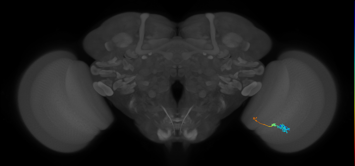 Tm6_R (JRC_OpticLobe:131153)