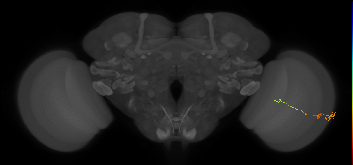 Tm6_R (JRC_OpticLobe:106524)