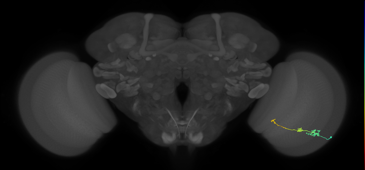 Tm6_R (JRC_OpticLobe:104461)