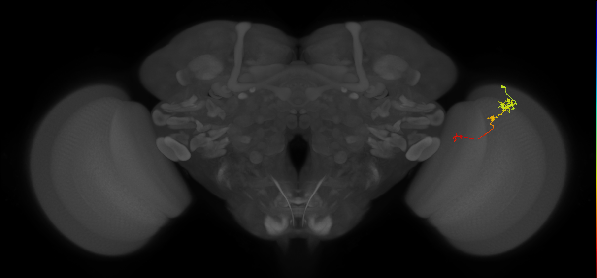 Tm6_R (JRC_OpticLobe:98753)
