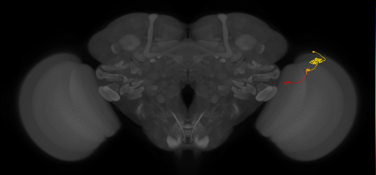 Tm6_R (JRC_OpticLobe:101806)