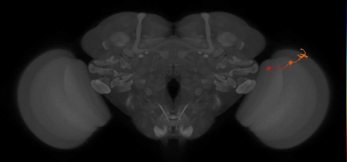 Tm6_R (JRC_OpticLobe:108899)