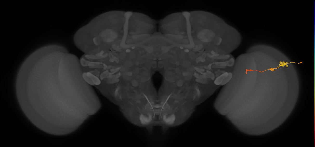 Tm6_R (JRC_OpticLobe:110529)
