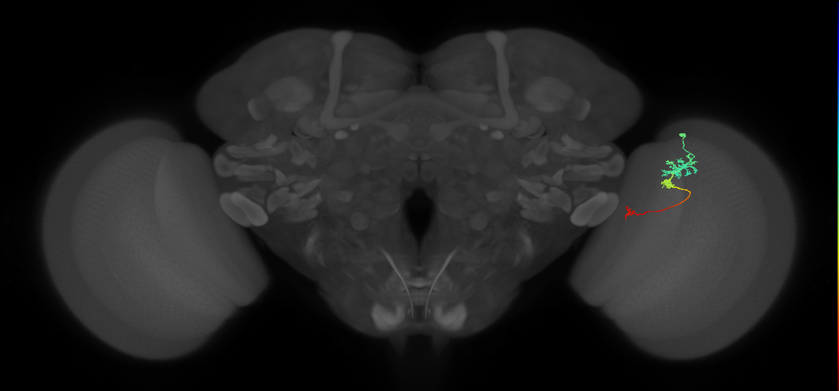 Tm6_R (JRC_OpticLobe:103161)